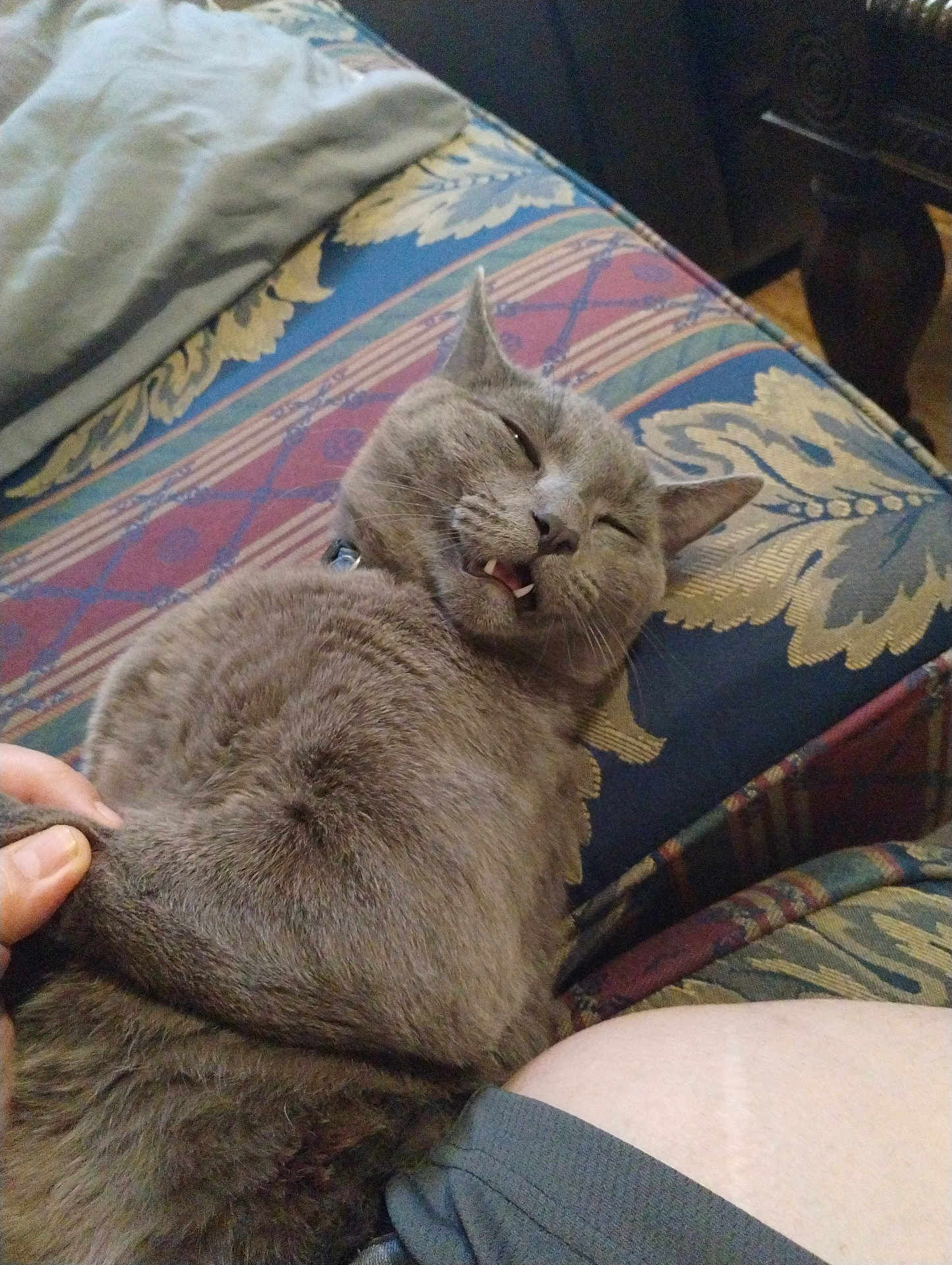 Ivan is registered to the contest to win money with this photo: cat, grey_cat, furniture, couch, patterned_cushion, pet, indoor, relaxed, sleepy, fangs, tail, hand, person, animal, closeup, fur, cute, domestic_cat, resting, home