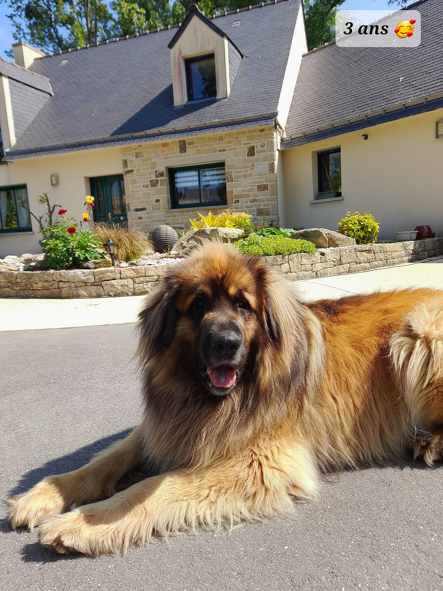 River participe au concours pour gagner de l'argent avec cette photo : asphalt, canidae, carnivore, companion_dog, cottage, dog, dog_breed, fur, grass, house, liver, plant, sky, snout, sporting_group, terrestrial_animal, tree, window, working_animal, working_dog