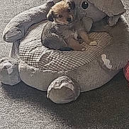Daisy is registered to the contest to win money with this photo: puppy, dog_bed, plush, carpet, pet, indoor, small_dog, cute, cozy, animal, furry, resting, home, soft, stuffed_animal, toy, brown, gray, floor, relax