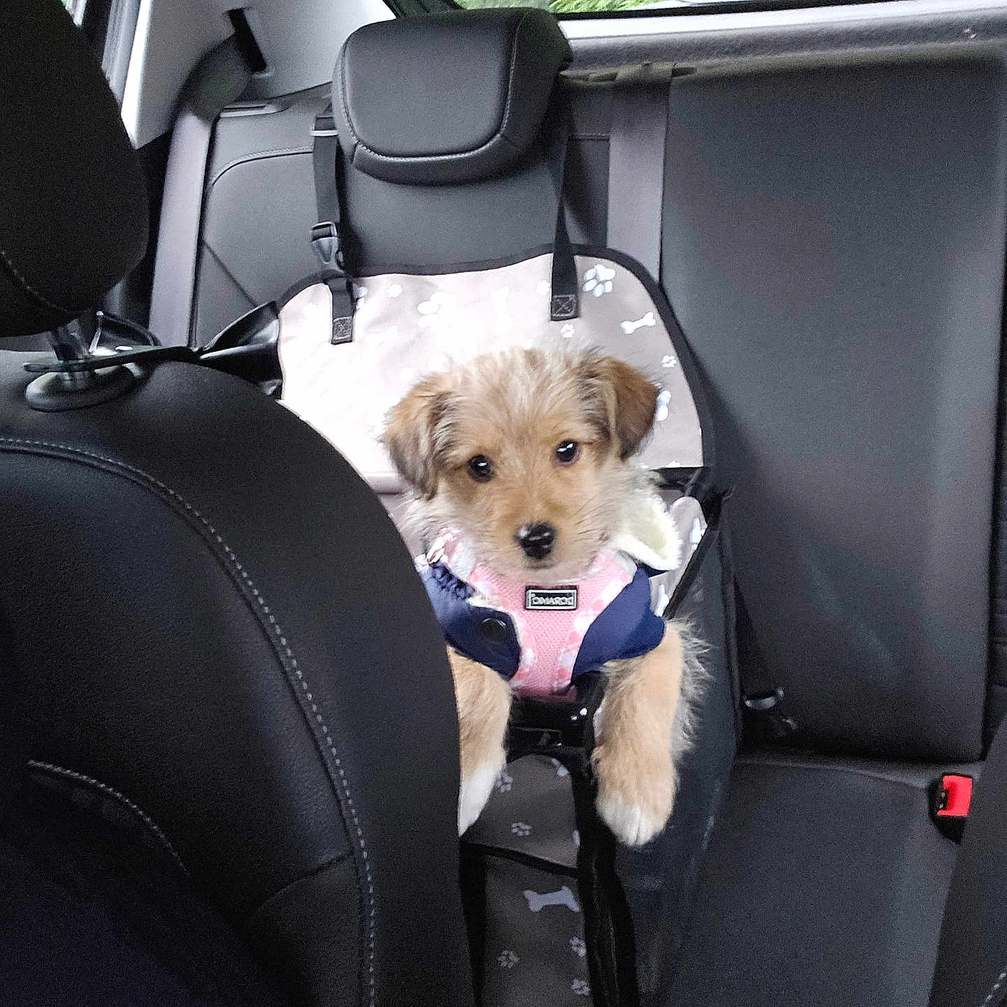 Daisy is registered to the contest to win money with this photo: animal, car_door, car_interior, cute, dog, fur, greenery, harness, headrest, indoors, leather_seat, pet, pet_seat_cover, puppy, seat, seatbelt, sitting, small_dog, travel, window
