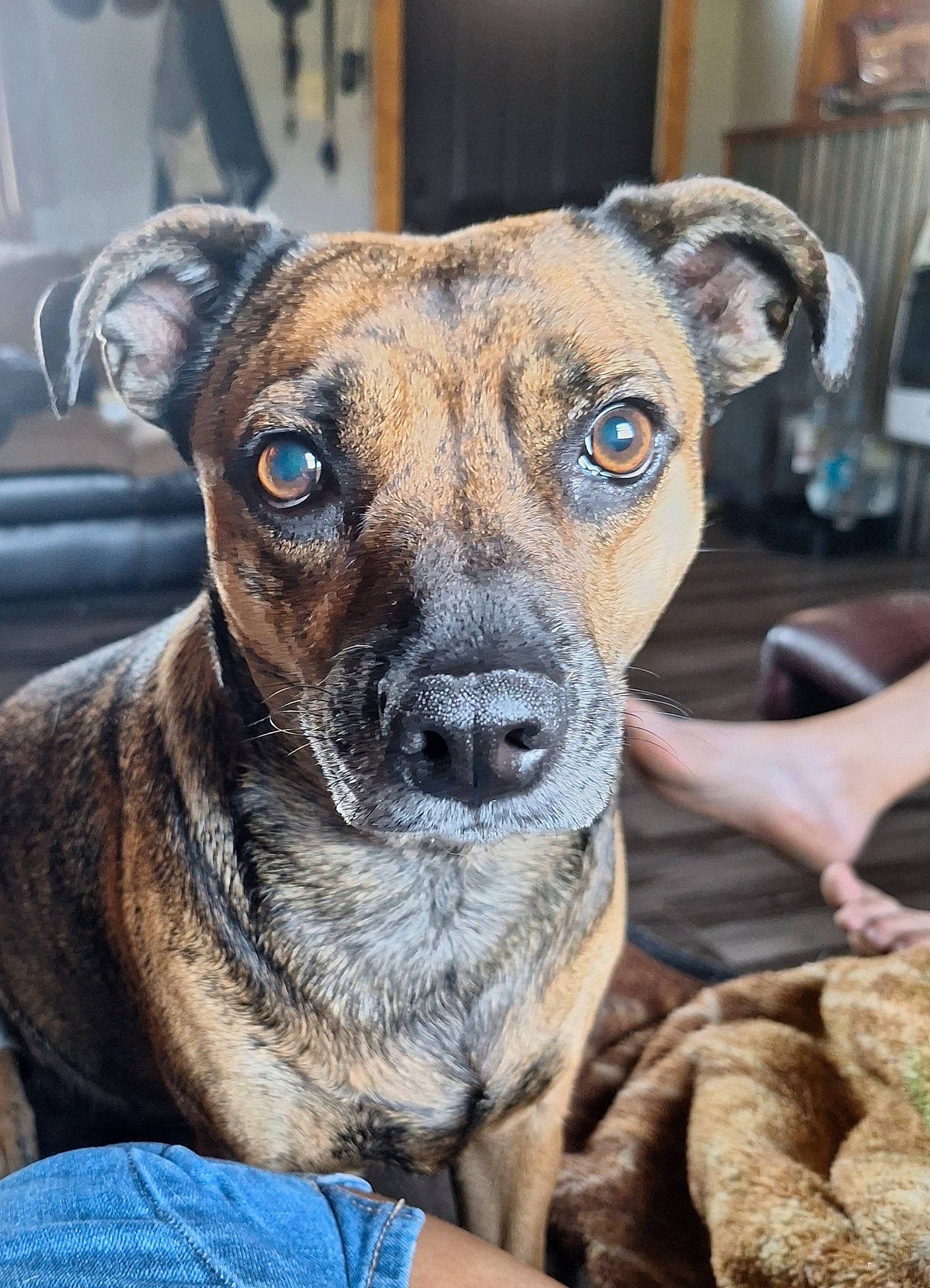 Tink is registered to the contest to win money with this photo: ancient_dog_breeds, blue, canidae, carnivore, collar, companion_dog, dog, dog_breed, dog_collar, fawn, fur, non_sporting_group, plott_hound, snout, sporting_group, terrestrial_animal, whiskers, working_animal, working_dog, wrinkle