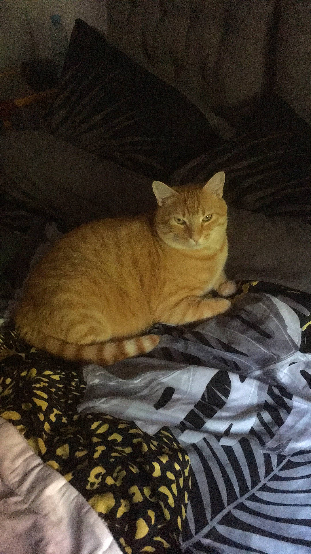 Caramel participe au concours pour gagner de l'argent avec cette photo : bag, bed, carnivore, cat, cat_supply, comfort, domestic_short_haired_cat, fawn, felidae, fur, linens, nap, pattern, sitting, sleep, small_to_medium_sized_cats, snout, tail, whiskers, wood