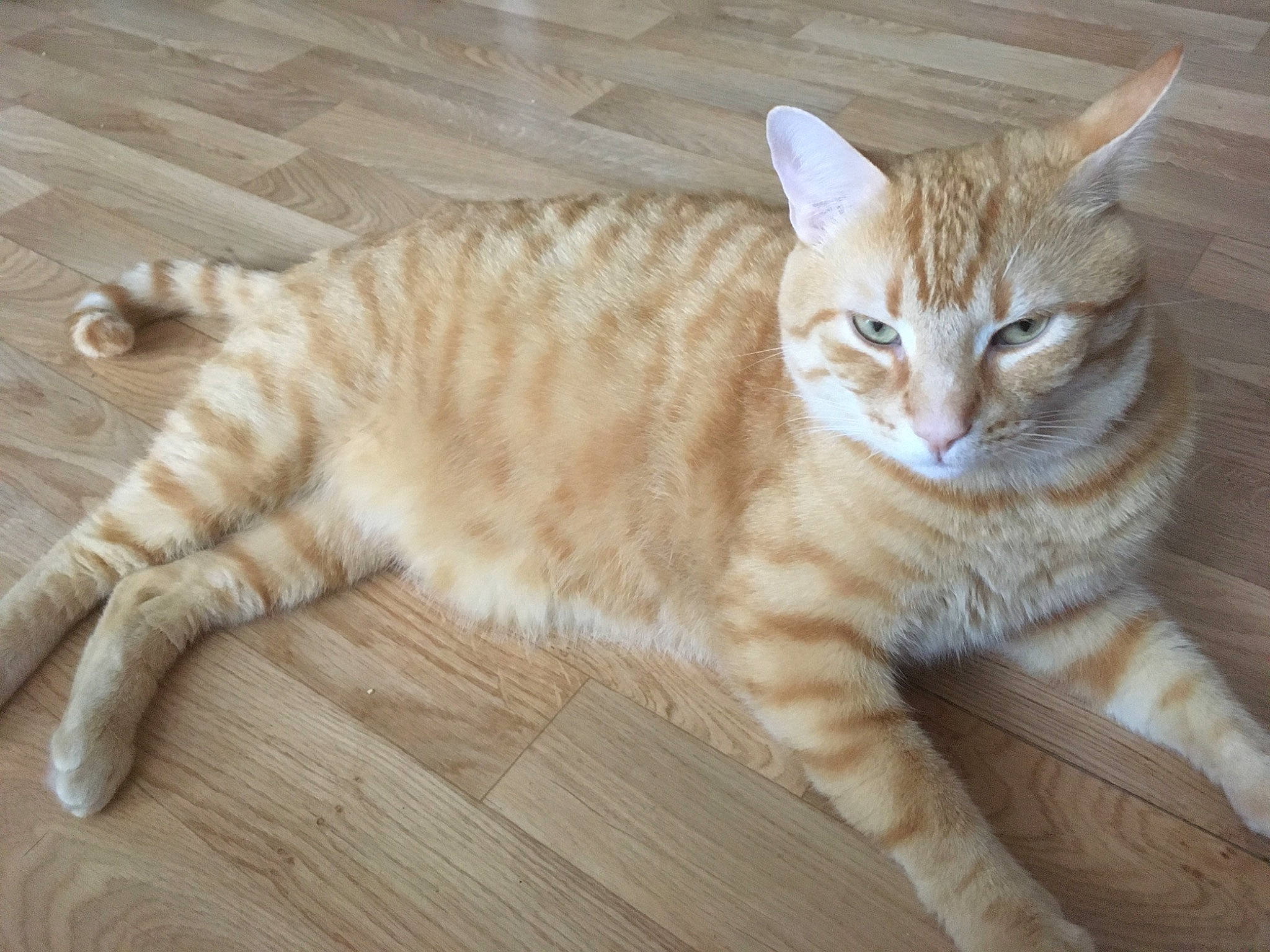 Caramel participe au concours pour gagner de l'argent avec cette photo : carnivore, cat, claw, comfort, domestic_short_haired_cat, fawn, felidae, flooring, foot, fur, hardwood, paw, small_to_medium_sized_cats, snout, tail, terrestrial_animal, whiskers, wood, wood_flooring, wood_stain