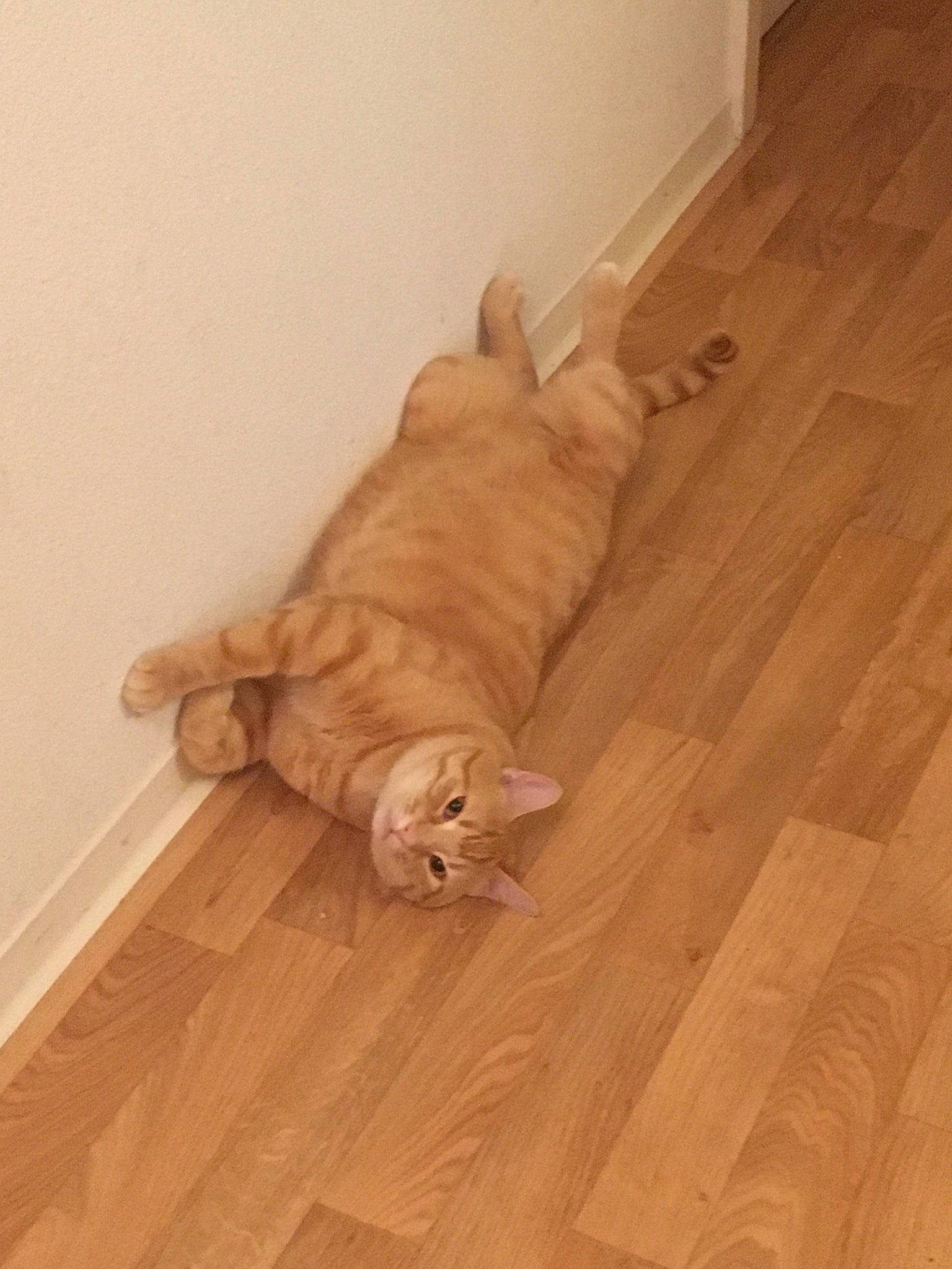 Caramel participe au concours pour gagner de l'argent avec cette photo : brown, carnivore, comfort, companion_dog, dog, dog_breed, fawn, felidae, floor, flooring, hardwood, laminate_flooring, plank, plywood, snout, tail, varnish, wood, wood_flooring, wood_stain