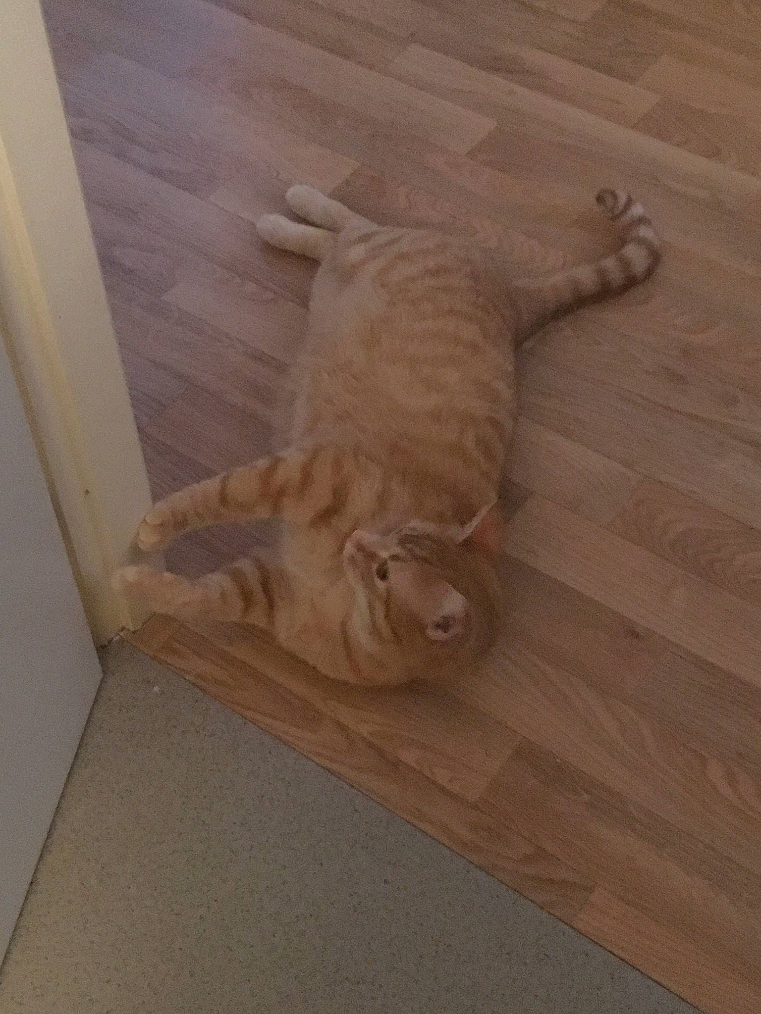 Caramel a rejoint le concours — aidez-le/la à gagner de superbes lots ! brown, carnivore, cat, domestic_short_haired_cat, fawn, felidae, floor, flooring, fur, hardwood, laminate_flooring, pattern, plywood, small_to_medium_sized_cats, tail, varnish, whiskers, wood, wood_flooring, wood_stain