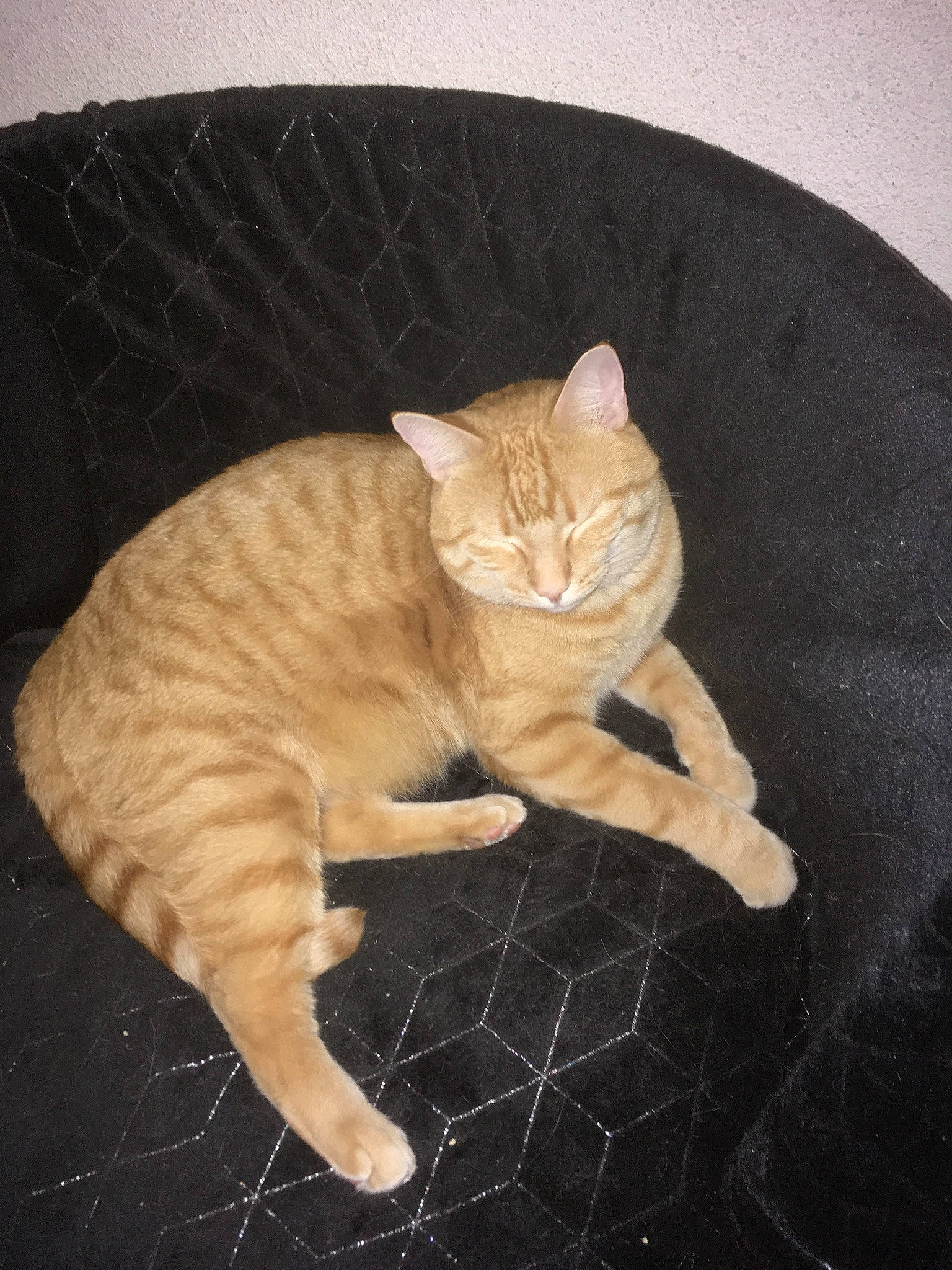 Caramel participe au concours pour gagner de l'argent avec cette photo : art, carnivore, cat, claw, comfort, domestic_short_haired_cat, fawn, felidae, flooring, foot, fur, paw, small_to_medium_sized_cats, snout, tail, terrestrial_animal, toy, whiskers, window, wood