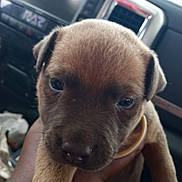 Orion is registered to the contest to win money with this photo: animal, brown_fur, calm, car_interior, close_up, cute, dashboard, dog, ears, eyes, face, hand, holding, indoor, nose, pet, puppy, transportation, vent, young