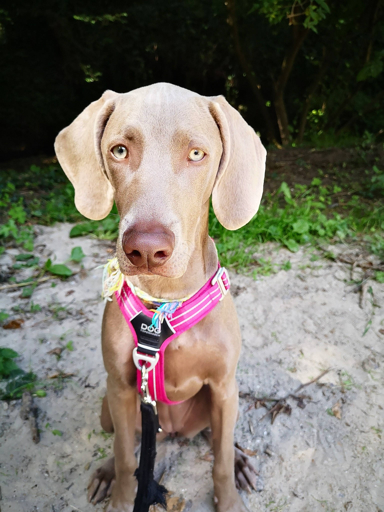 Romy a rejoint le concours — aidez-le/la à gagner de superbes lots ! adventure, blue_lacy, canidae, carnivore, dog, dog_breed, dog_collar, ear, fawn, gun_dog, hunting_dog, liver, mammal, pointer, pointing_breed, snout, sporting_group, vertebrate, vizsla, weimaraner