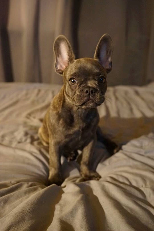 Storm is registered to the contest to win money with this photo: bulldog, canidae, carnivore, comfort, companion_dog, dog, dog_breed, ear, fawn, fur, linens, liver, non_sporting_group, snout, sporting_group, terrestrial_animal, toy_dog, whiskers, working_animal, wrinkle