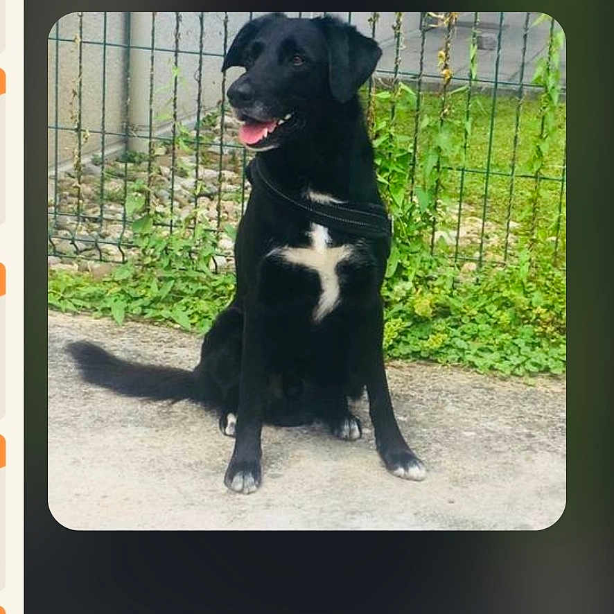 Junior participe au concours pour gagner de l'argent avec cette photo : dog, black_dog, white_patch, sitting, outdoor, fence, greenery, concrete, pet, canine, happy, tongue_out, daytime, grass, nature, animal, portrait, leash, collar, side_view