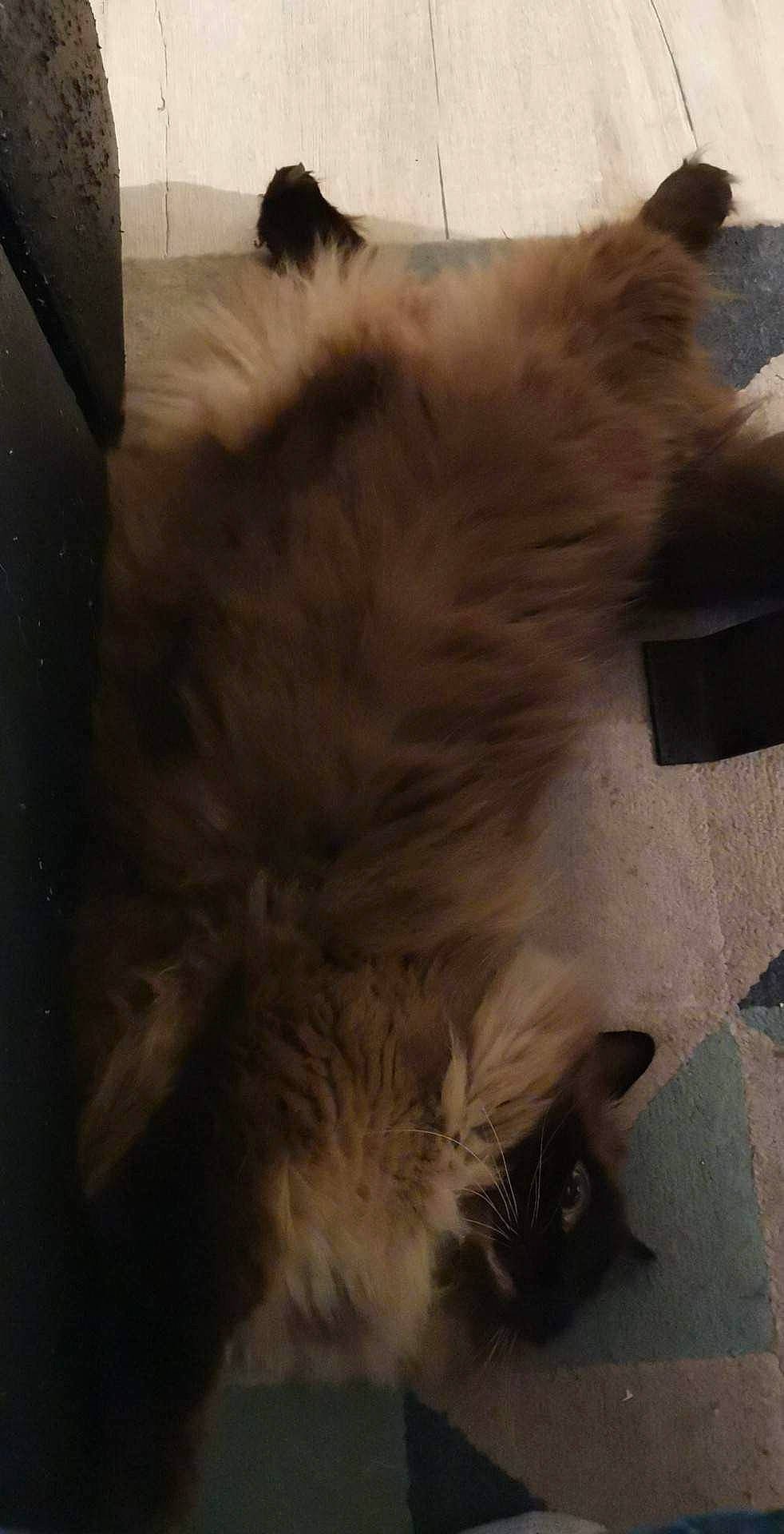 Irich a rejoint le concours — aidez-le/la à gagner de superbes lots ! canidae, carnivore, cat, comfort, companion_dog, dog_breed, fawn, felidae, flooring, fur, paw, small_to_medium_sized_cats, tail, terrestrial_animal, whiskers