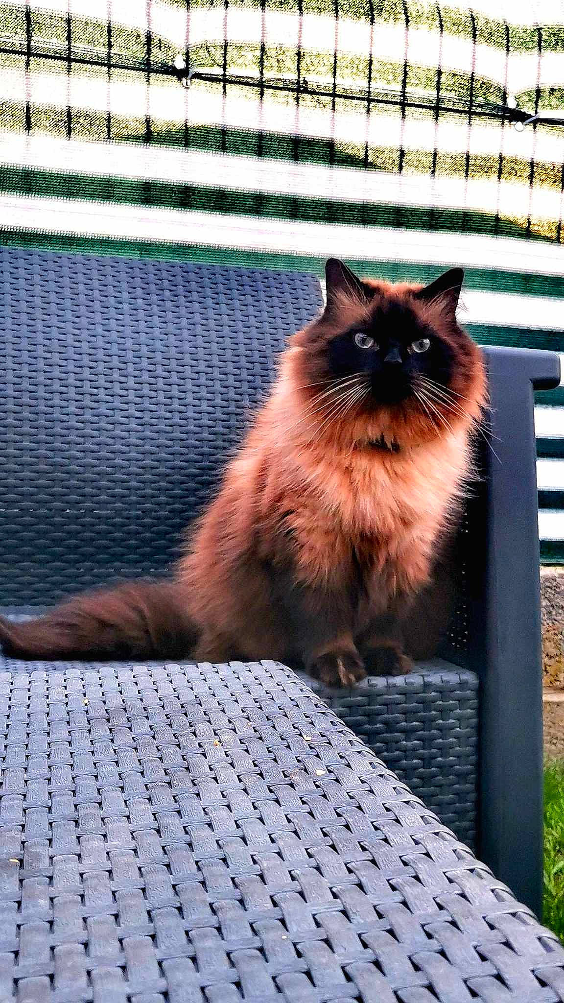 Irich a rejoint le concours — aidez-le/la à gagner de superbes lots ! carnivore, cat, domestic_short_haired_cat, fawn, felidae, fence, flooring, fur, grey, line, mesh, road_surface, small_to_medium_sized_cats, snout, tail, tints_and_shades, tree, whiskers, window, wood