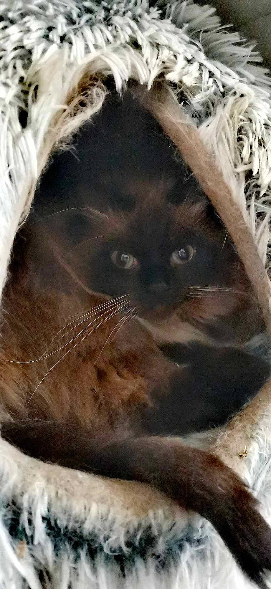 Irich participe au concours pour gagner de l'argent avec cette photo : carnivore, cat, close_up, fawn, felidae, fur, liver, small_to_medium_sized_cats, snout, terrestrial_animal, whiskers