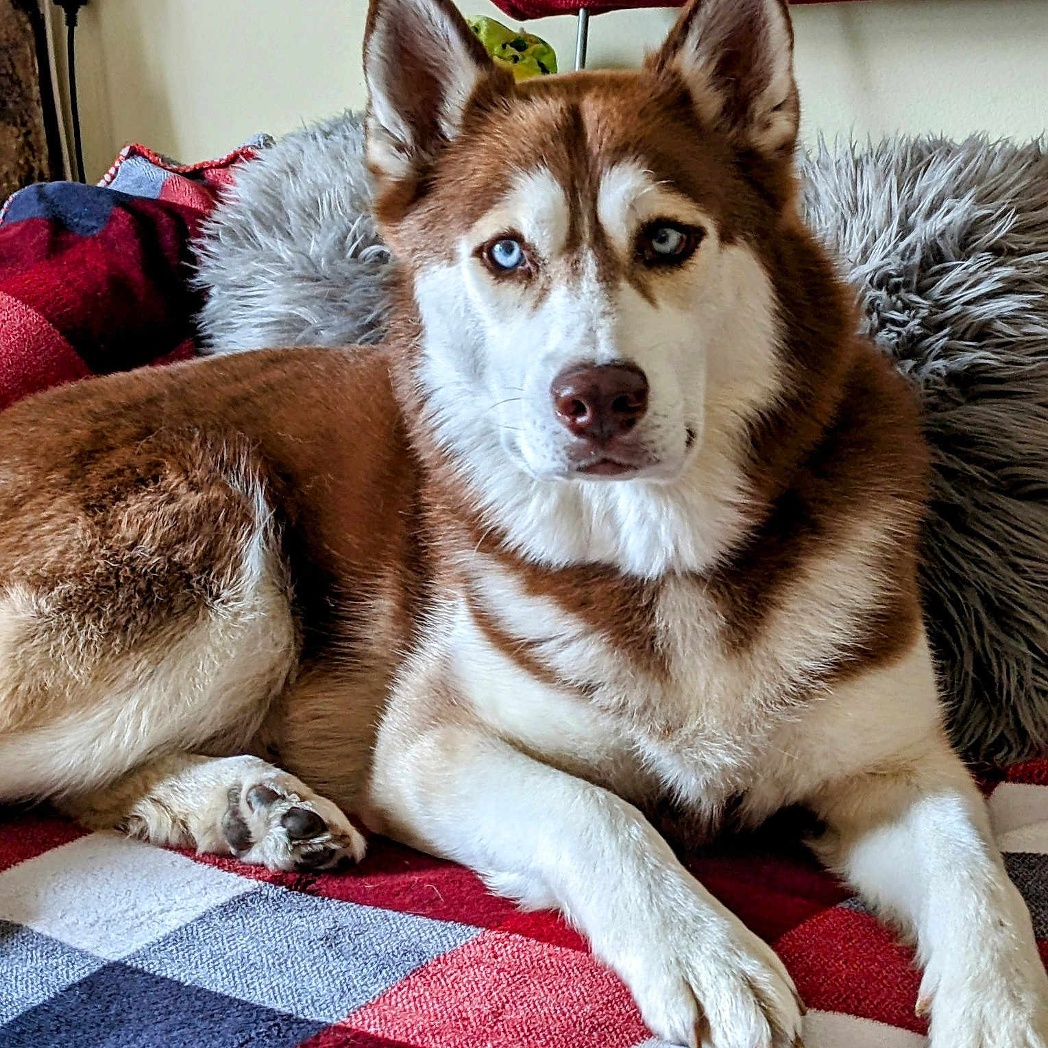 Jax Phoenix is registered to the contest to win money with this photo: animal, bedroom, blanket, blue_eyes, canine, comfort, cozy, cushion, dog, domestic_animal, fur, husky, indoor, lying_down, mammal, pet, portrait, red, resting, white