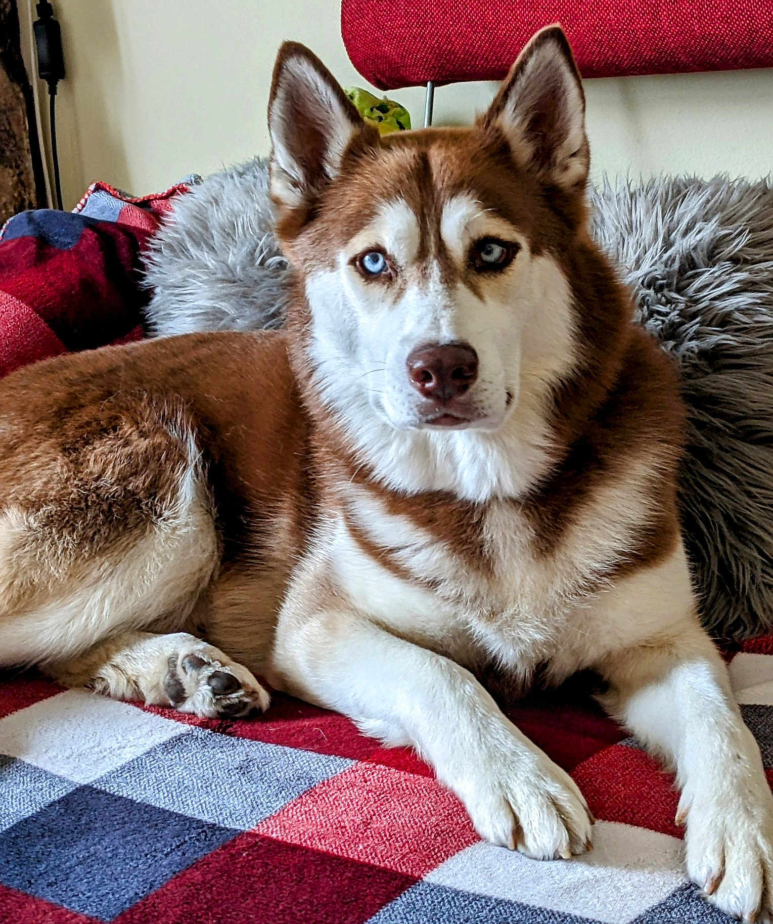 Jax Phoenix