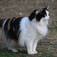 Iris a rejoint le concours — aidez-le/la à gagner de superbes lots ! alert, animal, calico, cat, domestic_animal, eyes, feline, fluffy, fur, grass, ground, mammal, nature, outdoor, pet, profile, standing, tail, whiskers, wildlife