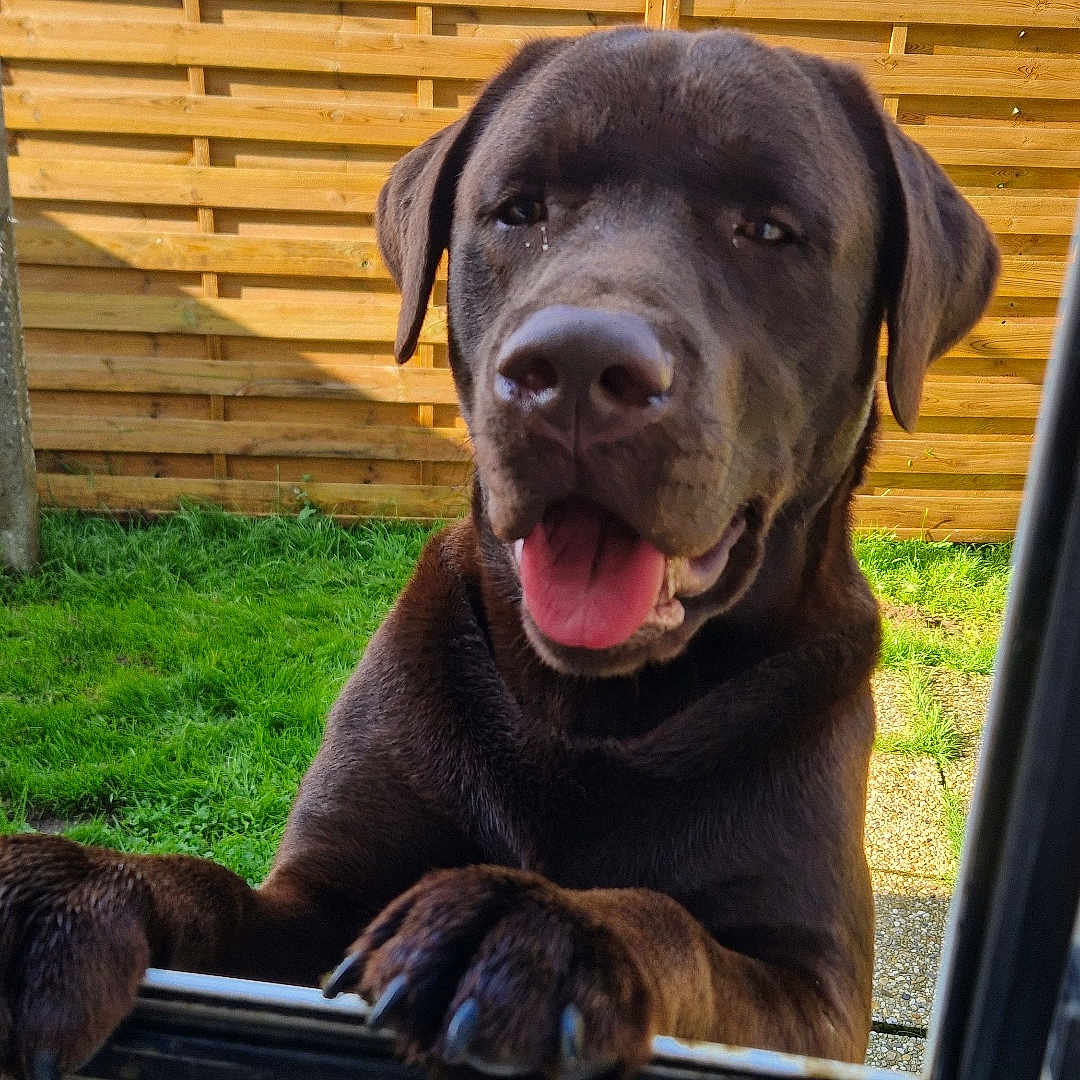 Luky a rejoint le concours — aidez-le/la à gagner de superbes lots ! dog, labrador, chocolate_labrador, pet, animal, canine, window, grass, fence, yard, sunlight, outdoor, tongue_out, happy, cute, playful, paw, closeup, face, looking