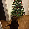 dog, labrador, chocolate_labrador, christmas_tree, ornaments, lights, holiday, indoor, wooden_floor, pet, canine, festive, decorations, animal, brown_dog, sitting, home, cozy, celebration, tree