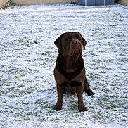 Luky a rejoint le concours — aidez-le/la à gagner de superbes lots ! dog, labrador, chocolate_labrador, snow, snowy_lawn, grass, backyard, garden_shed, outdoor, pet, animal, canine, sitting, winter, cold, fur, brown_dog, quiet, daytime, nature