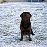 dog, labrador, chocolate_labrador, snow, snowy_lawn, grass, backyard, garden_shed, outdoor, pet, animal, canine, sitting, winter, cold, fur, brown_dog, quiet, daytime, nature