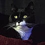 cat, tuxedo_cat, black_and_white, green_eyes, whiskers, close_up, indoor, pet, feline, animal, portrait, dark_background, fur, cute, domestic_animal, looking_away, cozy, maroon, fabric, night