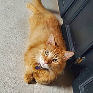 Pumpkin is registered to the contest to win money with this photo: cat, orange_tabby, pet, indoor, floor, tile, door, curious, feline, whiskers, collar, animal, looking_up, fur, cute, domestic_cat, relaxed, paws, green_eyes, fluffy