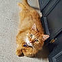 cat, orange_tabby, pet, indoor, floor, tile, door, curious, feline, whiskers, collar, animal, looking_up, fur, cute, domestic_cat, relaxed, paws, green_eyes, fluffy