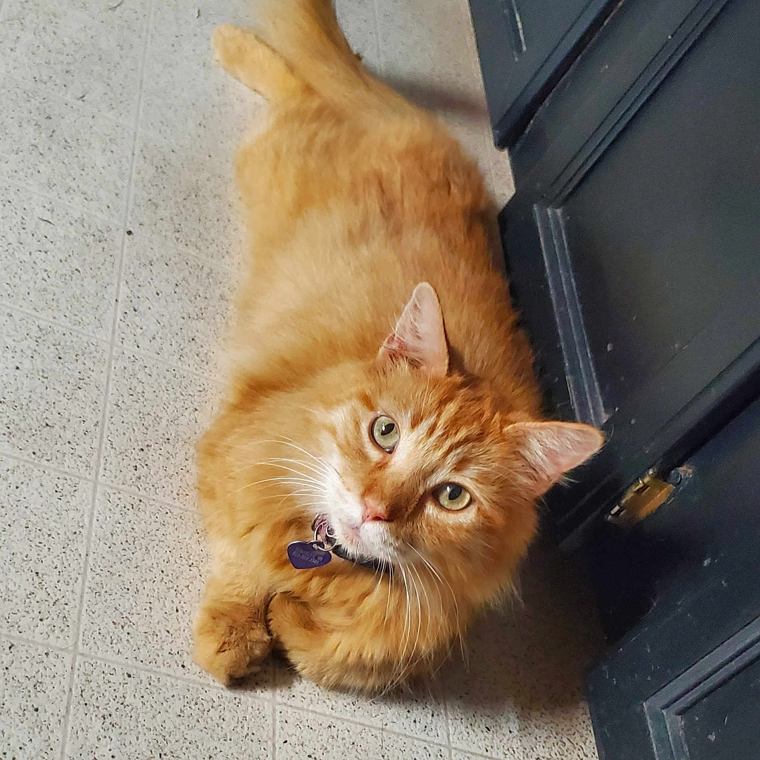 Pumpkin is registered to the contest to win money with this photo: animal, cat, collar, curious, cute, domestic_cat, door, feline, floor, fluffy, fur, green_eyes, indoor, looking_up, orange_tabby, paws, pet, relaxed, tile, whiskers