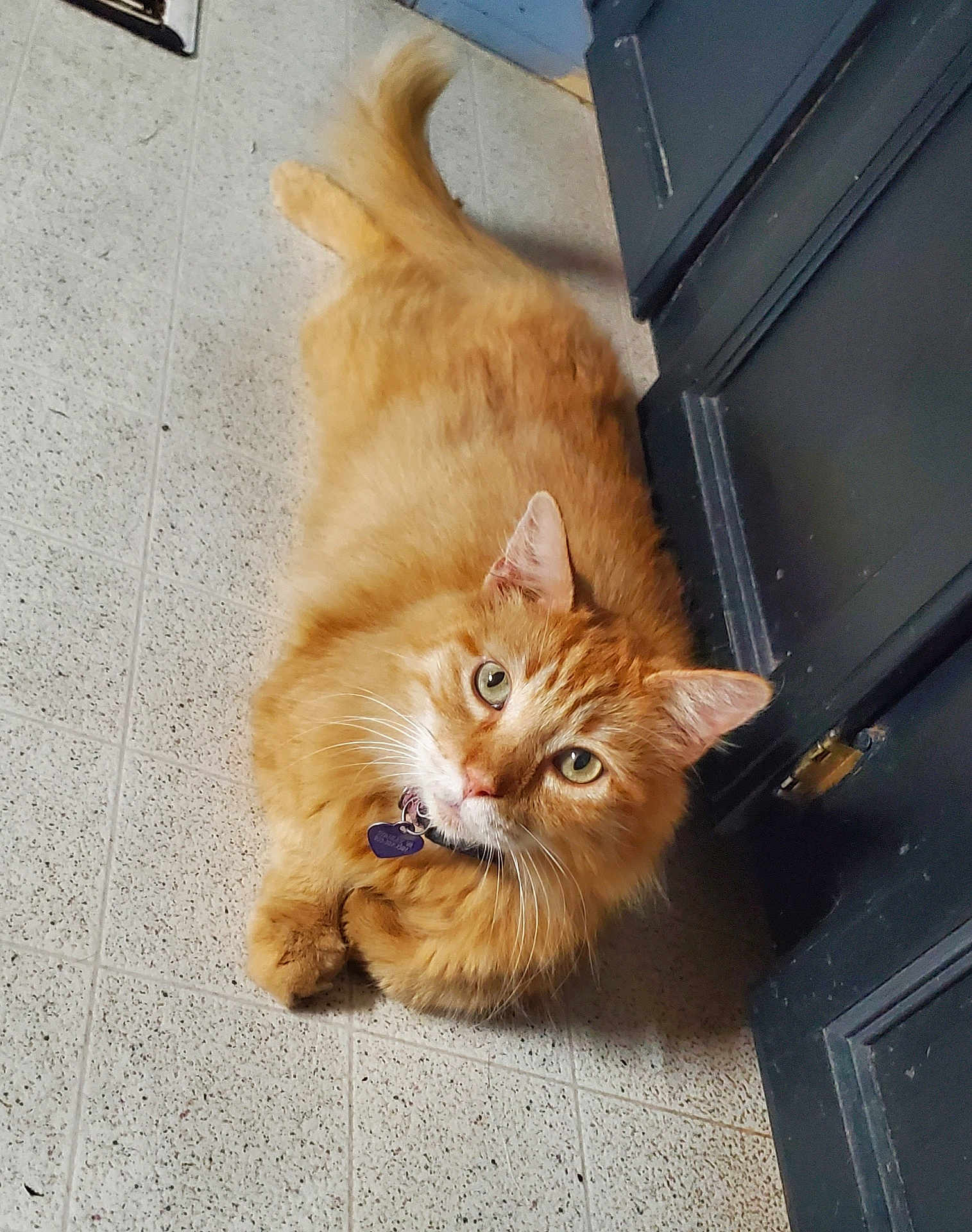 Pumpkin is registered to the contest to win money with this photo: cat, orange_tabby, pet, indoor, floor, tile, door, curious, feline, whiskers, collar, animal, looking_up, fur, cute, domestic_cat, relaxed, paws, green_eyes, fluffy