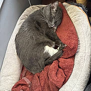 Kodak joined the competition — help win amazing prizes! cat, gray_cat, sleeping, pet_bed, blanket, indoor, cozy, resting, feline, fur, whiskers, paw, tail, window_light, relaxation, comfort, bed, soft, animal, nap