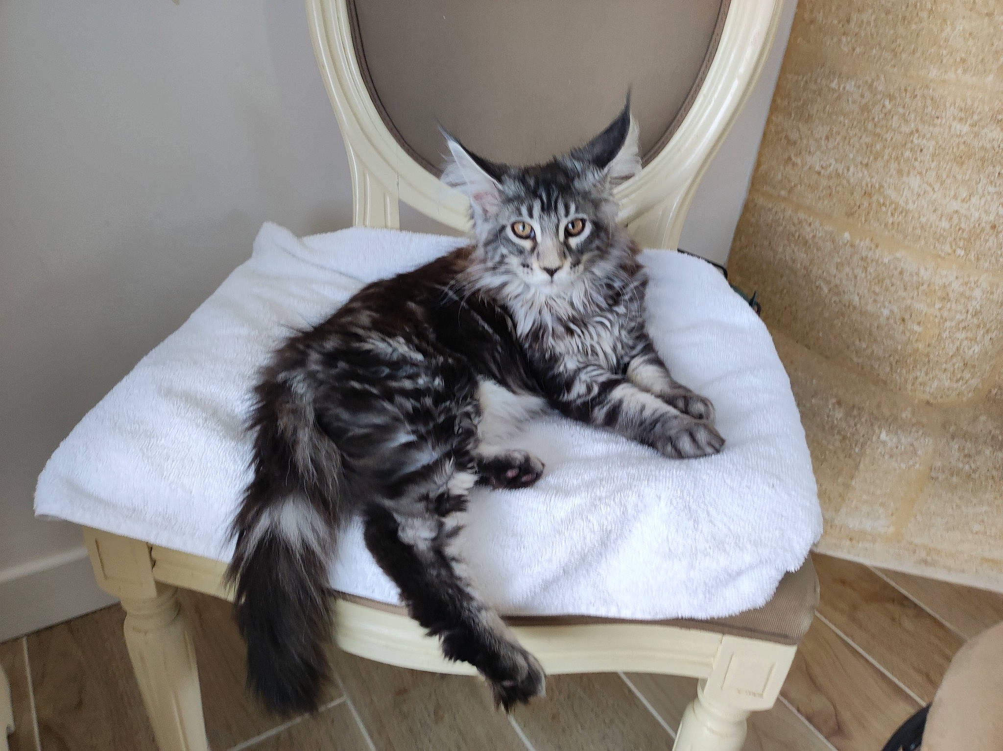 Angun a rejoint le concours — aidez-le/la à gagner de superbes lots ! bed, bedding, carnivore, cat, claw, comfort, couch, domestic_short_haired_cat, felidae, fur, furniture, grey, hardwood, paw, room, sitting, small_to_medium_sized_cats, tail, vehicle, whiskers