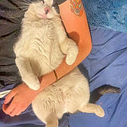 Pickle joined the competition — help win amazing prizes! arm, bed, black_and_white, blue_bedspread, cat, comfortable, cozy, feline, fluffy, indoor, lying_down, paw, person, pet, pink_nose, relaxed, sleepy, tail, tattoo, whiskers