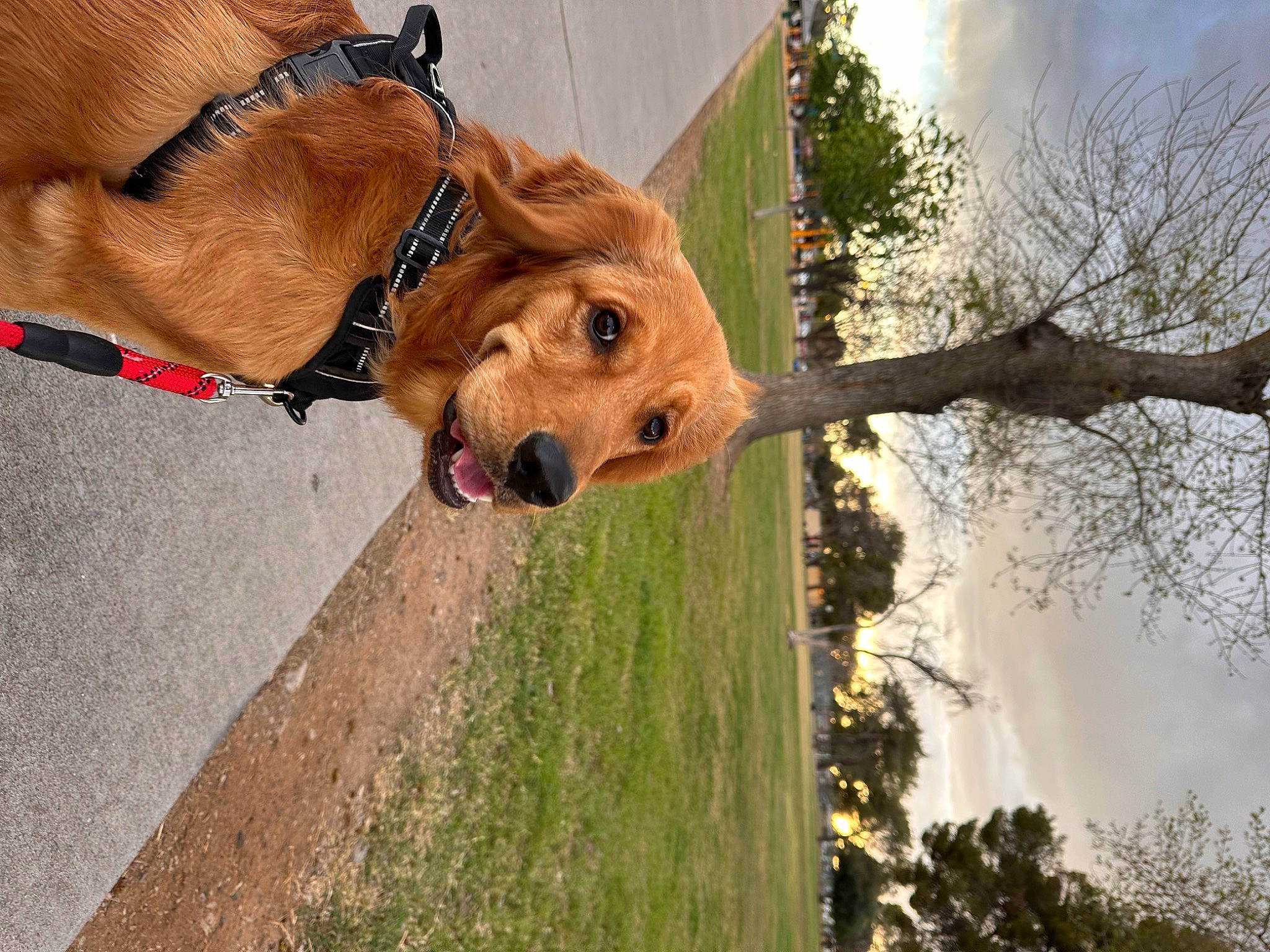 Ellie is registered to the contest to win money with this photo: carnivore, cloud, collar, companion_dog, dog, dog_breed, dog_collar, dog_supply, fawn, liver, pet_supply, plant, sky, snout, sporting_group, tree, trunk, water, wood, working_animal