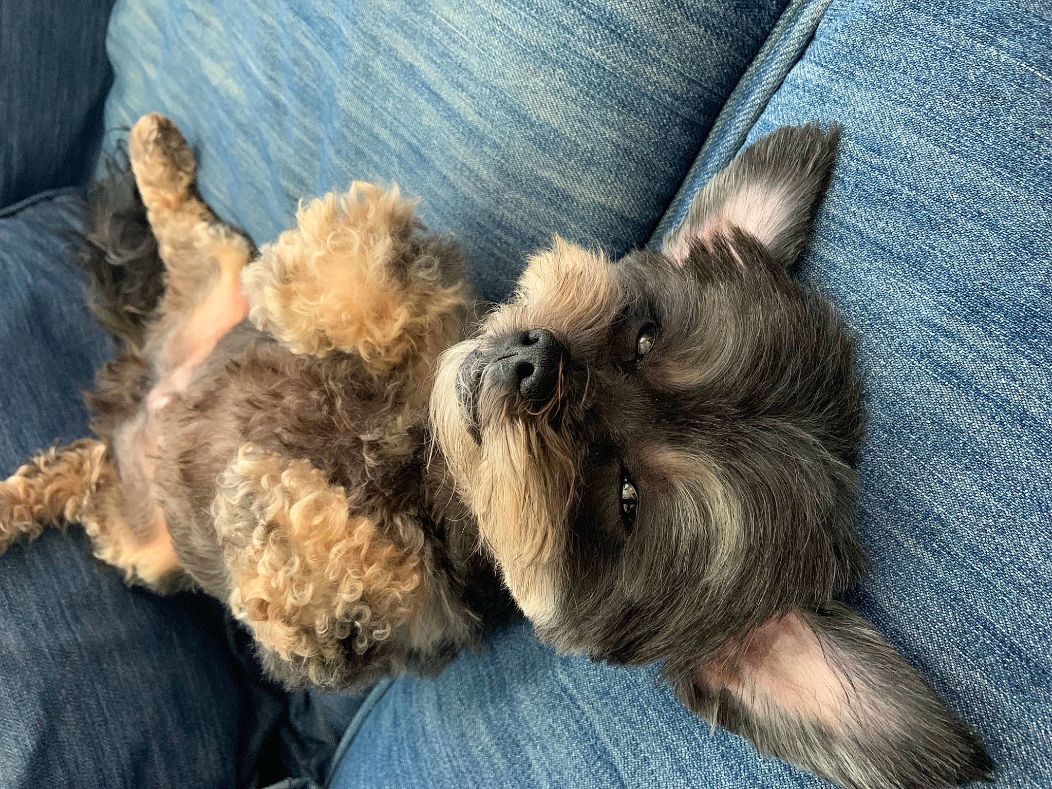 Ike Regan is registered to the contest to win money with this photo: canidae, carnivore, claw, companion_dog, dog, dog_breed, fawn, fur, liver, non_sporting_group, paw, small_terrier, sporting_group, terrier, toy_dog, working_animal