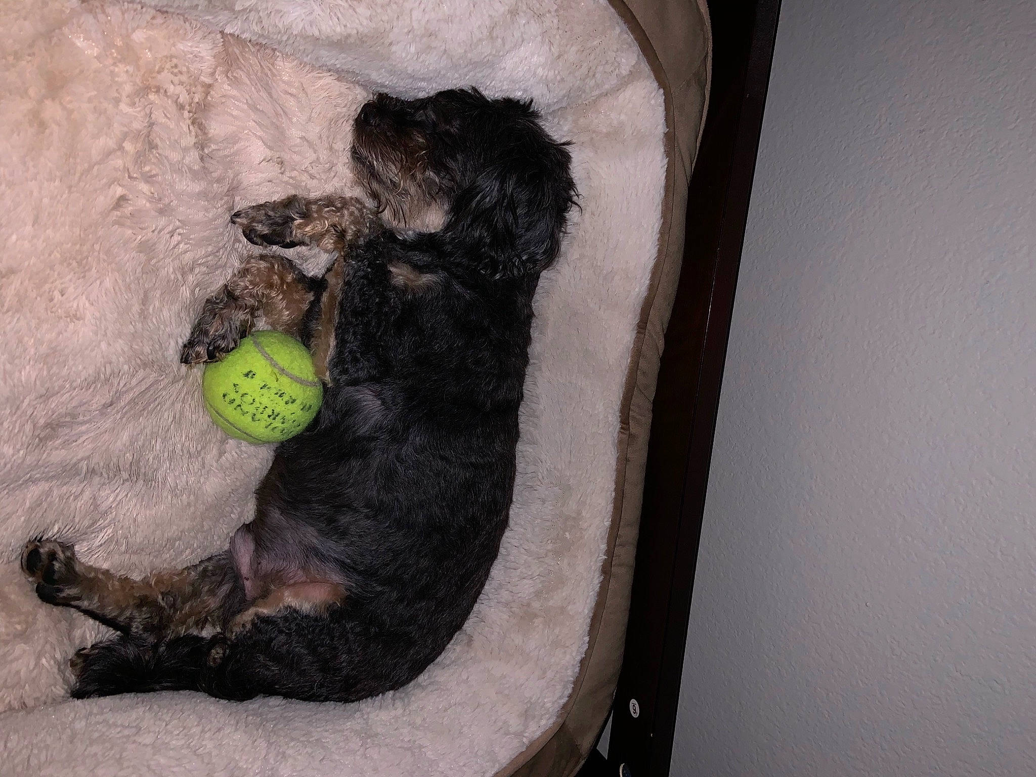 Ike Regan is registered to the contest to win money with this photo: bag, ball, black_cat, canidae, carnivore, dog_breed, felidae, fur, glove, grey, linens, room, small_to_medium_sized_cats, snout, sporting_group, stuffed_toy, tail, tennis_ball, toy, wood