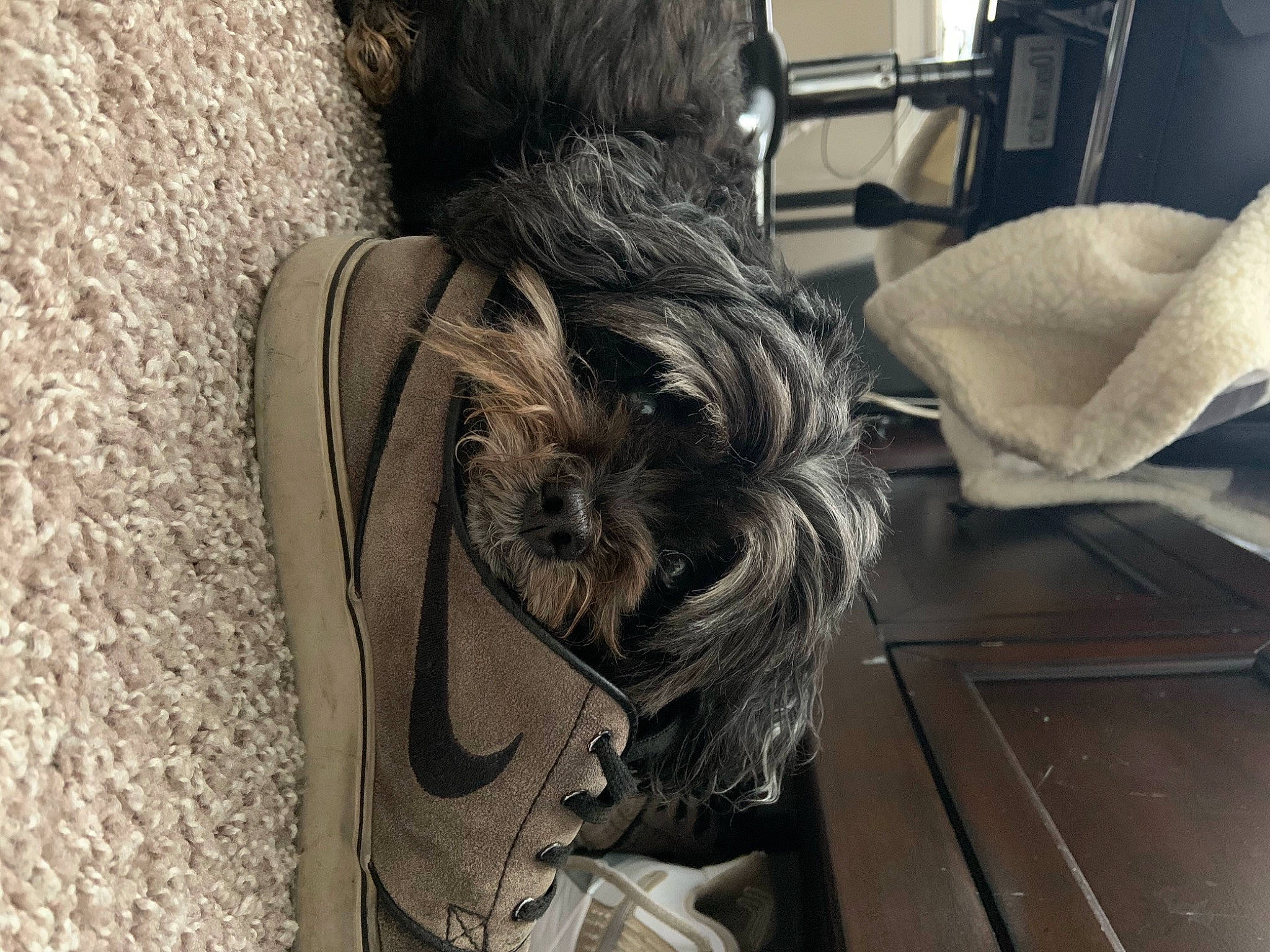 Ike Regan joined the competition — help win amazing prizes! automotive_tire, canidae, carnivore, comfort, companion_dog, couch, dog, dog_breed, flooring, fur, grey, monochrome, schnauzer, small_terrier, snout, sporting_group, terrier, toy_dog, wood, working_animal