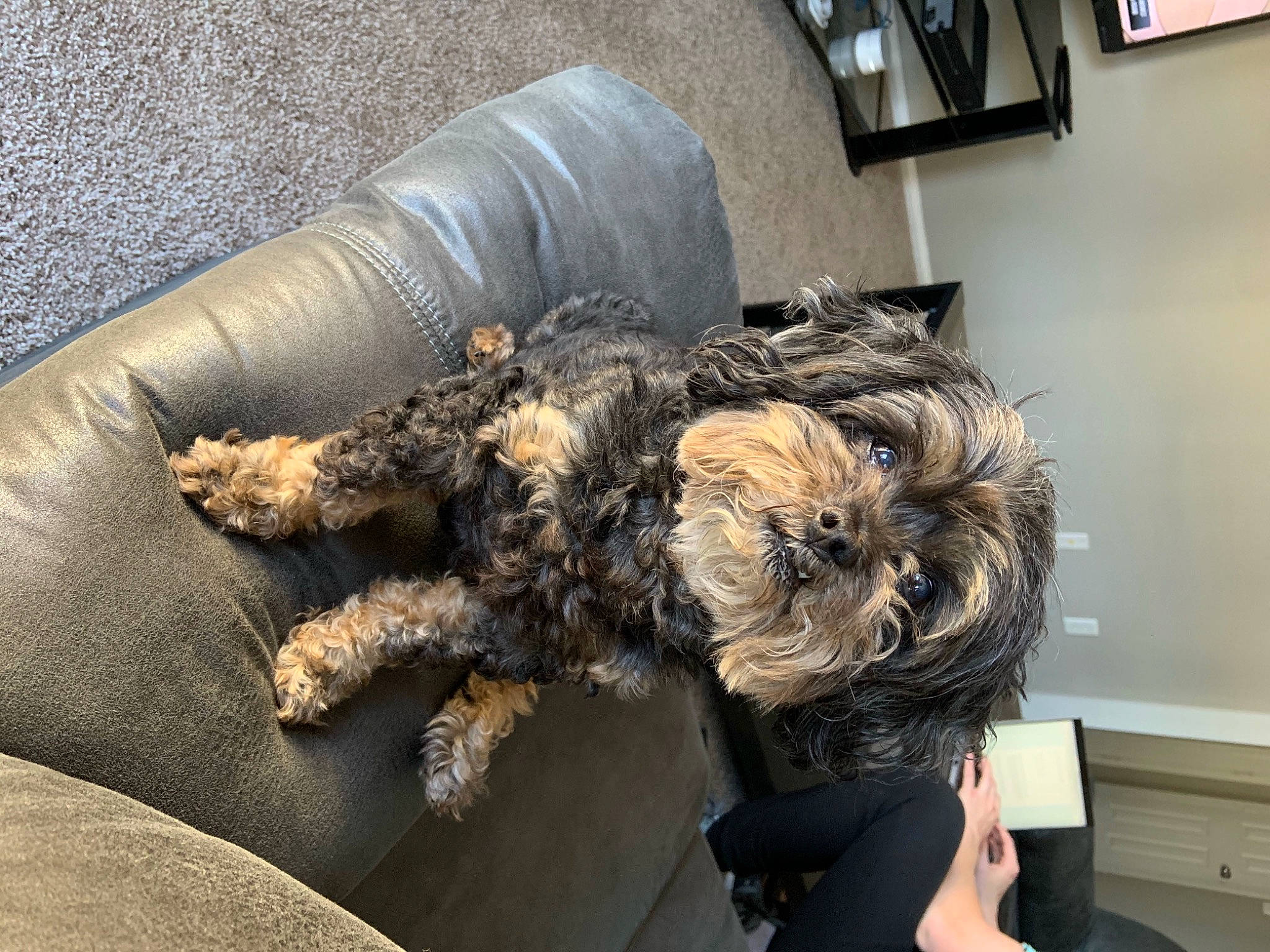 Ike Regan is registered to the contest to win money with this photo: canidae, carnivore, comfort, companion_dog, couch, dog, dog_breed, flooring, fur, nap, picture_frame, room, schnauzer, small_terrier, sporting_group, studio_couch, terrier, toy_dog, water_dog, working_animal