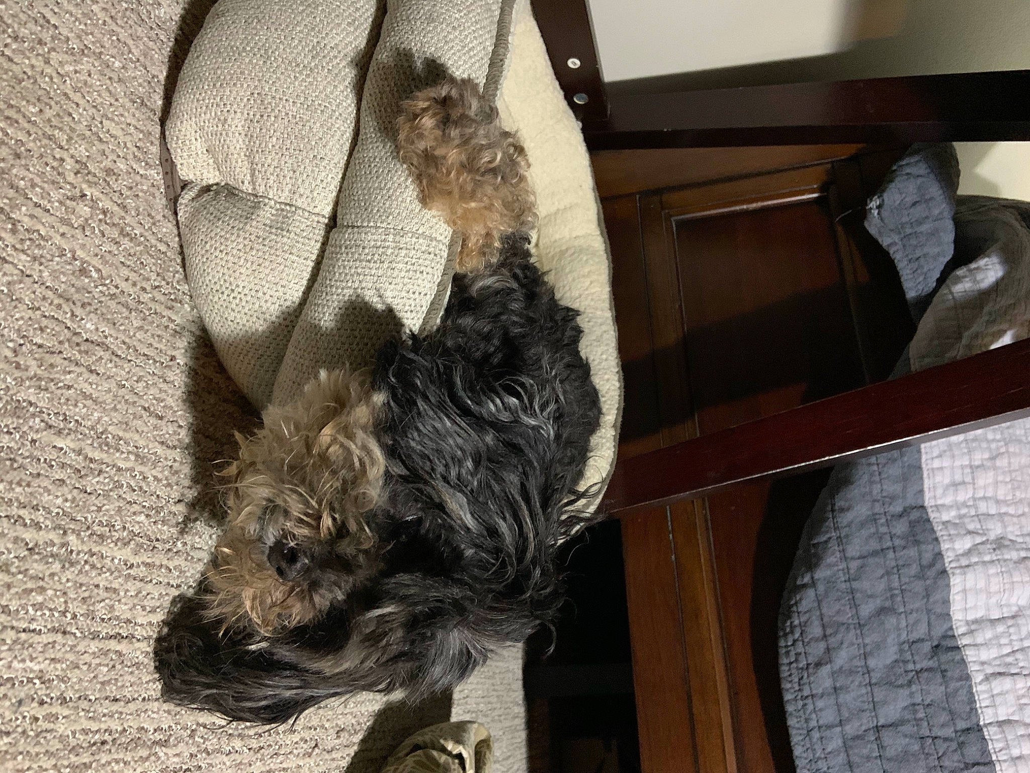 Ike Regan is registered to the contest to win money with this photo: canidae, carnivore, comfort, companion_dog, dog, dog_breed, dog_supply, fawn, felidae, fur, schnauzer, small_terrier, small_to_medium_sized_cats, snout, sporting_group, tail, terrier, toy_dog, wood, working_animal