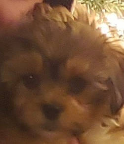 Jax is registered to the contest to win money with this photo: ancient_dog_breeds, canidae, carnivore, companion_dog, dog, dog_breed, fawn, felidae, fur, liver, non_sporting_group, puppy_love, small_terrier, snout, sporting_group, terrestrial_animal, terrier, toy_dog, whiskers, working_animal