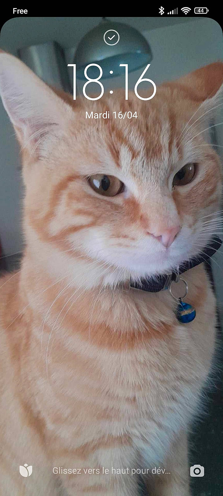 Yoda a rejoint le concours — aidez-le/la à gagner de superbes lots ! carnivore, cat, cat_supply, collar, domestic_short_haired_cat, ear, fawn, felidae, fur, internet_meme, iris, paw, pet_supply, photo_caption, small_to_medium_sized_cats, snout, tail, terrestrial_animal, whiskers, window