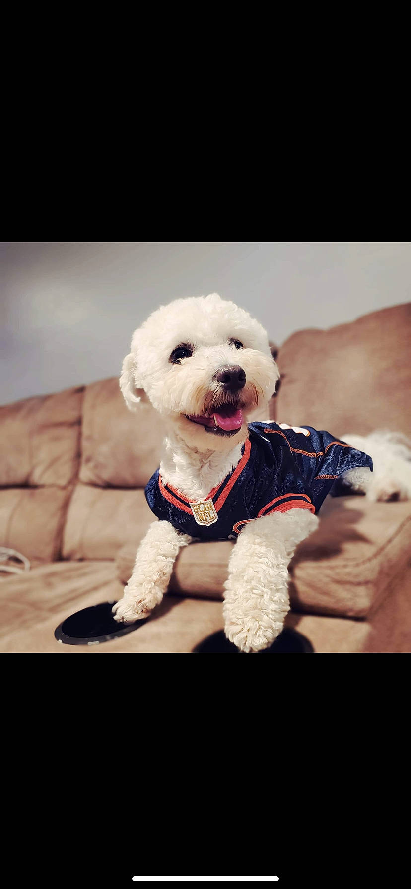 Bonbon is registered to the contest to win money with this photo: canidae, carnivore, collar, companion_dog, couch, dog, dog_breed, dog_clothes, dog_collar, dog_supply, fur, pet_supply, plush, snout, sporting_group, stuffed_toy, teddy_bear, toy, toy_dog, working_animal