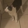 cat, curious, gray_and_white, white_cat, peeking, door_frame, tile_floor, indoor, pets, animal, feline, looking_up, shadow, two_cats, whiskers, ears, tail, floor_tiles, home, domestic
