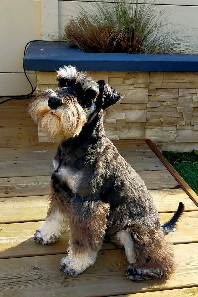 Ubert a rejoint le concours — aidez-le/la à gagner de superbes lots ! canidae, carnivore, companion_dog, dog, dog_breed, fur, non_sporting_group, plant, schnauzer, small_terrier, snout, sporting_group, standard_schnauzer, tail, terrier, toy_dog, water_dog, working_animal