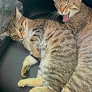 Nuage participe au concours pour gagner de l'argent avec cette photo : cat, tabby_cat, animal, pet, feline, sleepy, yawning, fur, whiskers, ears, tail, chair, resting, indoor, cute, domestic_animal, two_animals, striped, relaxed, companion