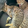 cat, tabby_cat, animal, pet, feline, sleepy, yawning, fur, whiskers, ears, tail, chair, resting, indoor, cute, domestic_animal, two_animals, striped, relaxed, companion