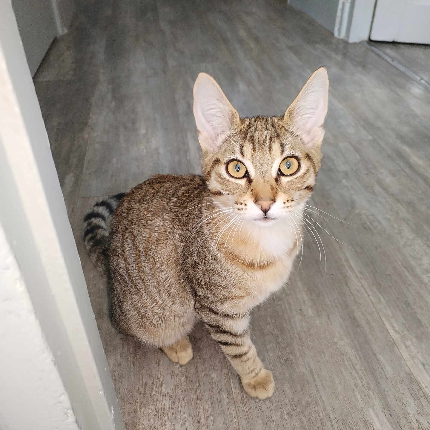 Nuage participe au concours pour gagner de l'argent avec cette photo : cat, tabby_cat, indoor, floor, wooden_floor, doorway, curious, pet, animal, feline, whiskers, ears, eyes, sitting, looking, domestic, fur, yellow_eyes, striped, home