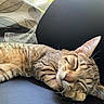 Nuage a rejoint le concours — aidez-le/la à gagner de superbes lots ! cat, tabby, sleeping, nap, relaxed, paw, fur, indoor, leaves_pattern, fabric, black_leather, close_up, whiskers, ears, face, animal, pet, cozy, resting, quiet
