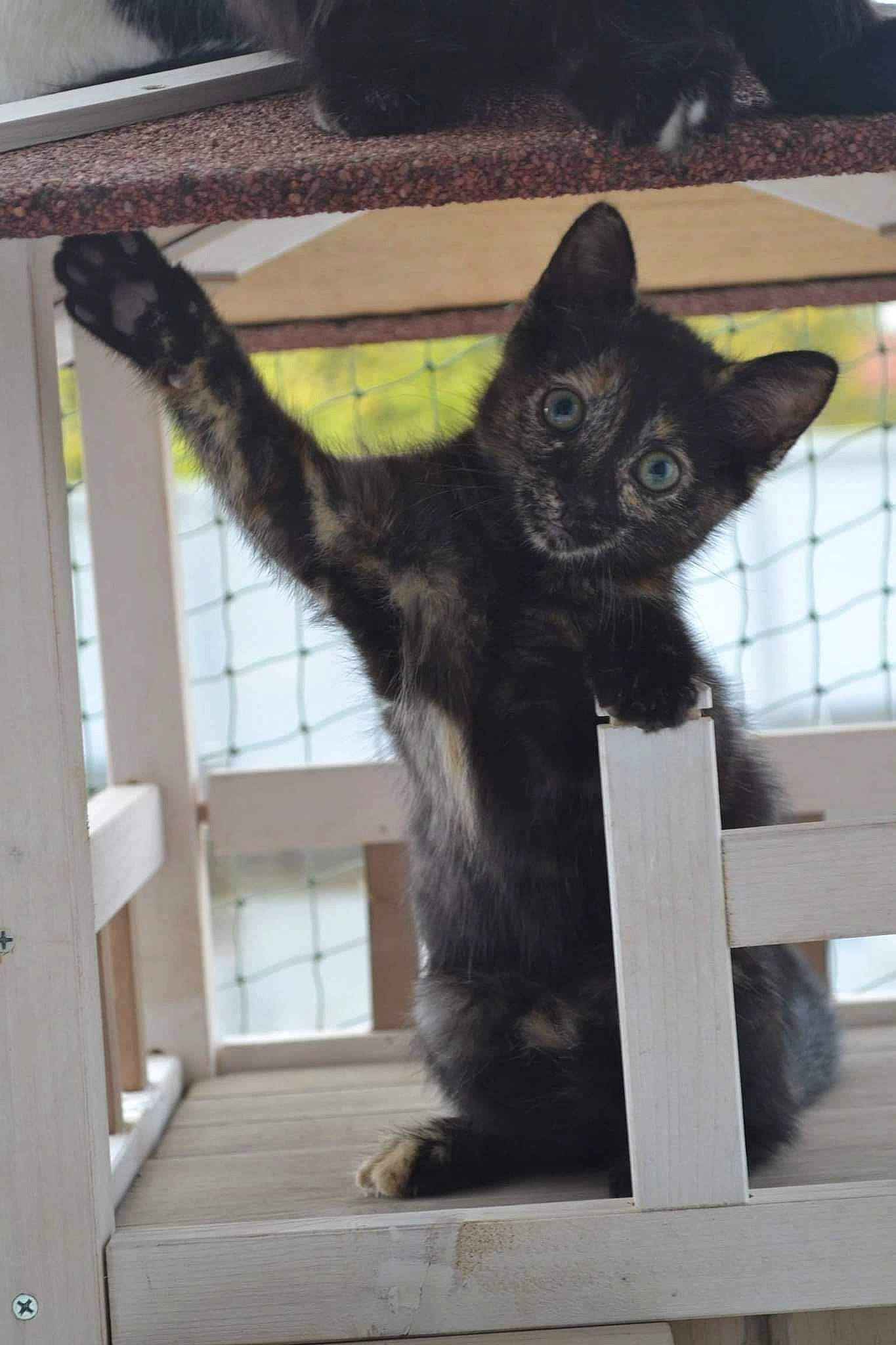 Taliyah participe au concours pour gagner de l'argent avec cette photo : black_cat, bombay, carnivore, cat, claw, domestic_short_haired_cat, felidae, fur, paw, small_to_medium_sized_cats, snout, tail, terrestrial_animal, whiskers, window, wood