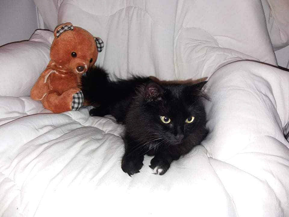 Vayne a rejoint le concours — aidez-le/la à gagner de superbes lots ! bed, bedding, black_cat, bombay, carnivore, cat, comfort, couch, domestic_short_haired_cat, felidae, fur, furniture, grey, linens, room, small_to_medium_sized_cats, tail, terrestrial_animal, textile, whiskers