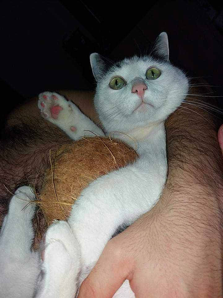 Jinx participe au concours pour gagner de l'argent avec cette photo : carnivore, cat, cat_bed, claw, comfort, domestic_short_haired_cat, eye, fawn, felidae, finger, fur, gesture, mammal, nail, paw, small_to_medium_sized_cats, snout, tail, whiskers, wool